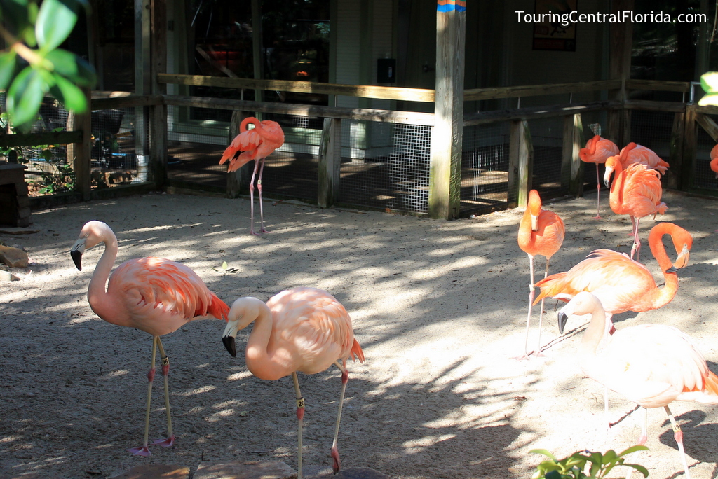 busch-gardens-tampa-jambo-junction-closed-007