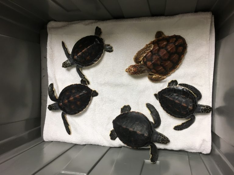 The Florida Aquarium Releases Sea Turtle Hatchlings - Touring Central 