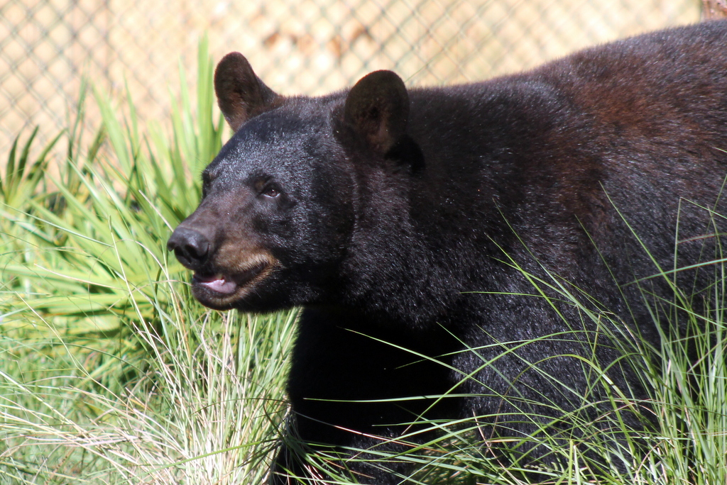 Vote for Central Florida Zoo's Black Bear - Touring Central Florida