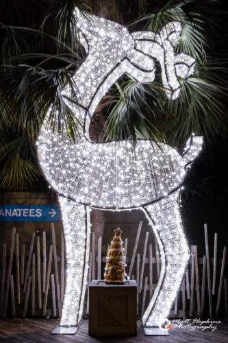 Christmas in the Wild at Tampa's Lowry Park Zoo - Touring Central Florida