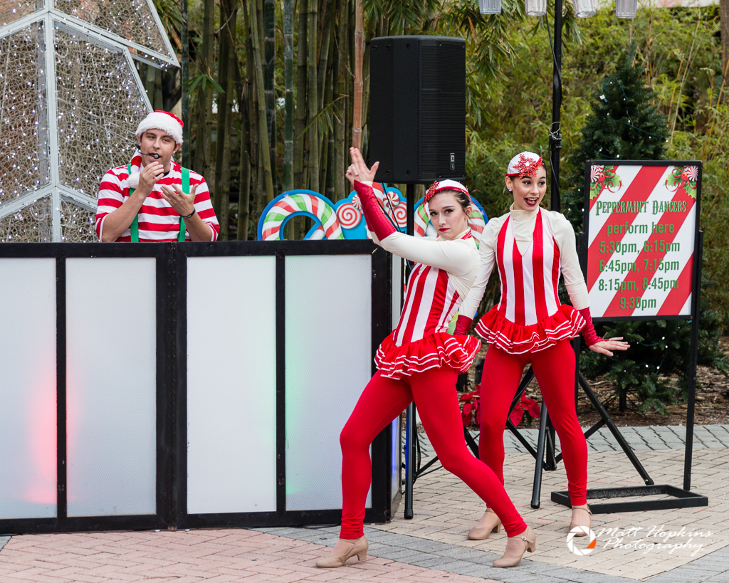 Christmas in the Wild at Tampa's Lowry Park Zoo Touring Central Florida