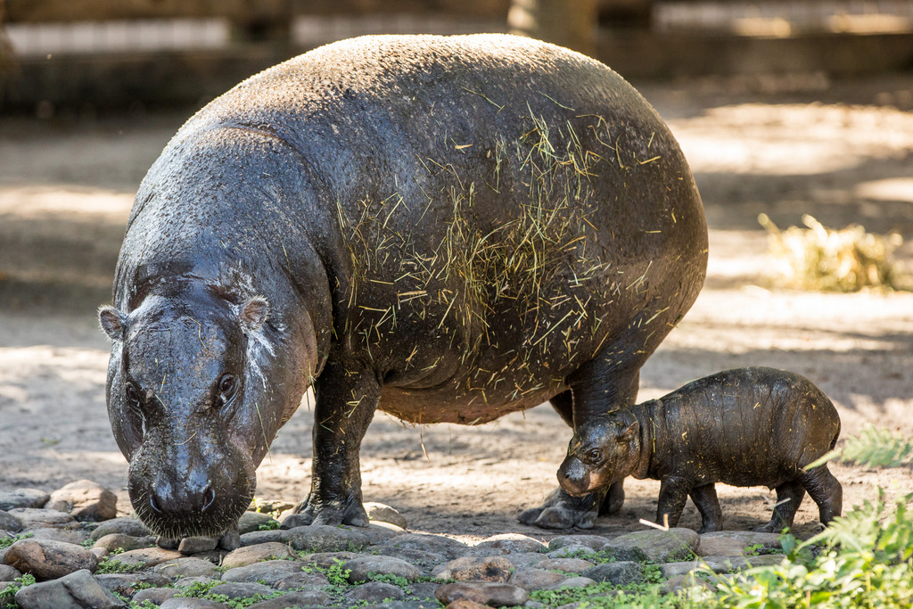 pygmy-hippo-born-at-tampa-s-lowry-park-zoo-touring-central-florida