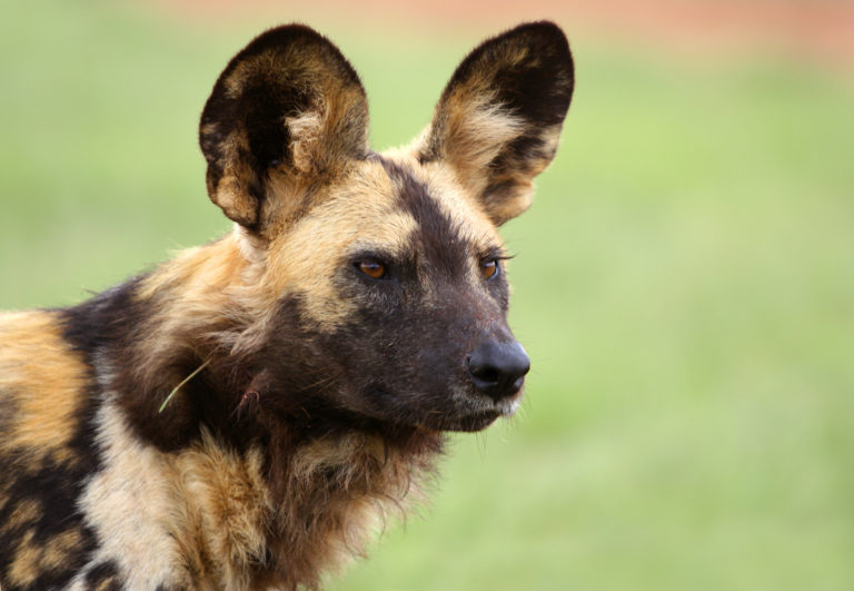 African Painted Dogs Arrive at Lowry Park Zoo Touring Central Florida