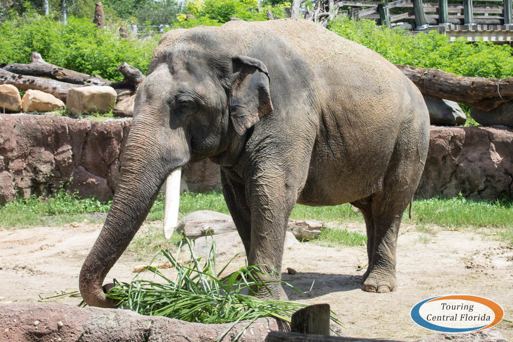 Asian Elephant Spike Leaves Busch Gardens Tampa Touring Central