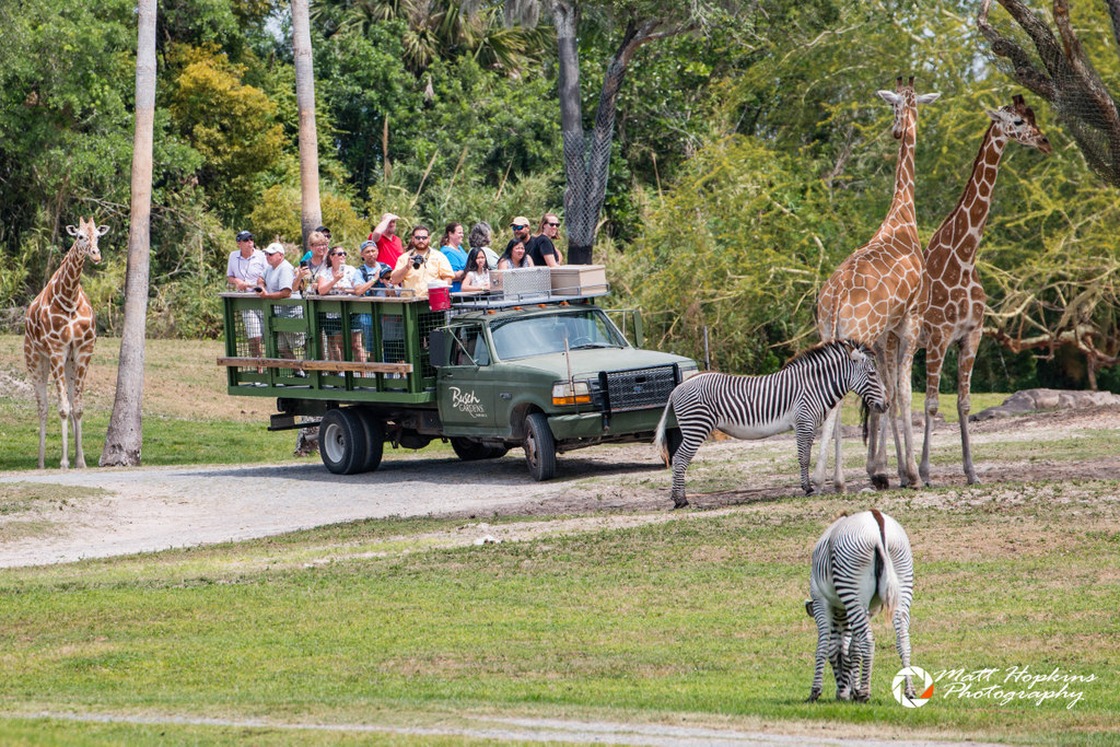 Serengeti Safari Tour At Busch Gardens Tampa Touring Central Florida