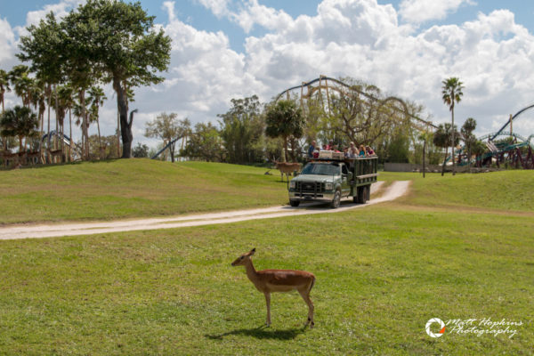 Serengeti Safari Tour At Busch Gardens Tampa Touring Central Florida