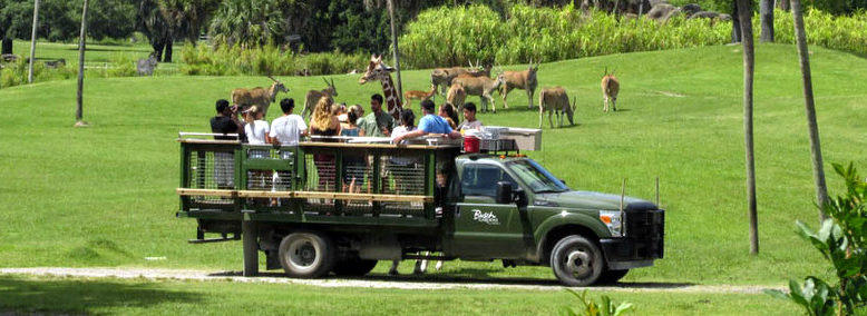 Serengeti Safari Tour At Busch Gardens Tampa Touring Central Florida