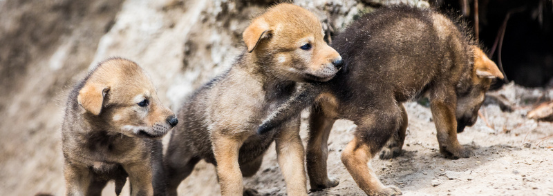 ZooTampa - Red Wolf Pups Born - Header - Touring Central Florida