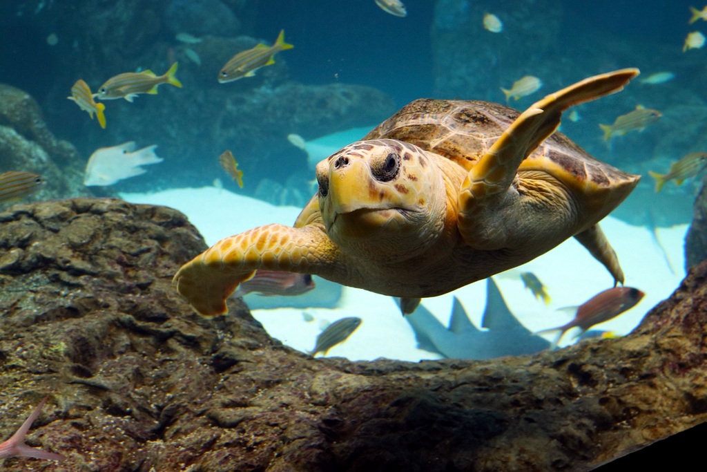 Help Florida Aquarium Name Sea Turtle - Touring Central Florida