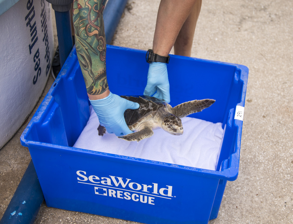 Seaworld Orlando - Sea Turtle Release February 2019 - 004 - Touring 