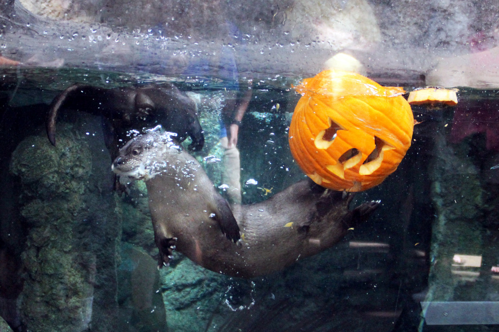Florida Aquarium Guppyween 2019 002 Touring Central Florida
