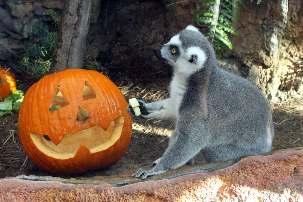 Florida Aquarium Guppyween 2019 004 Touring Central Florida