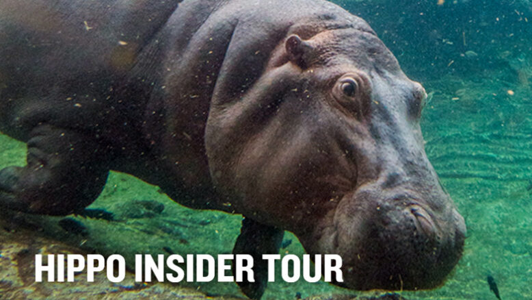 Busch Gardens Tampa - Hippo Insider Tour - December 2020 - Touring