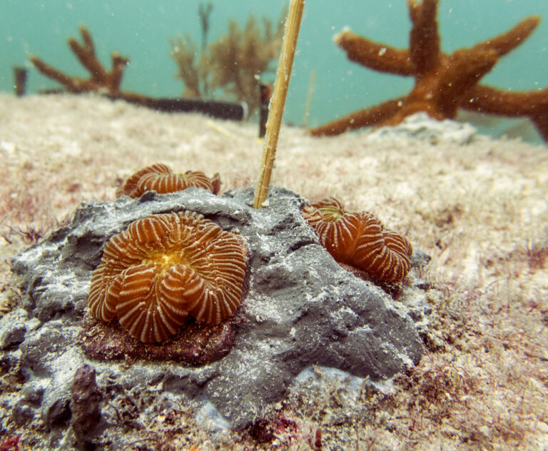 Florida Aquarium Coral Rescue Project Success Touring Central Florida